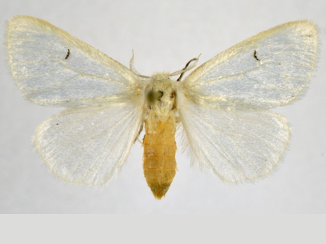 Leucoma platyrhabda
